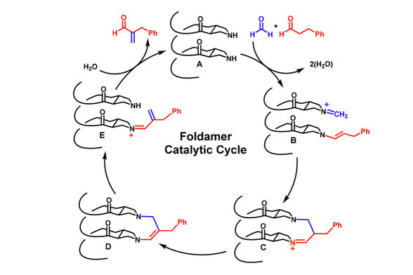 Foldamer Catalysis – Gellman Group – UW–Madison